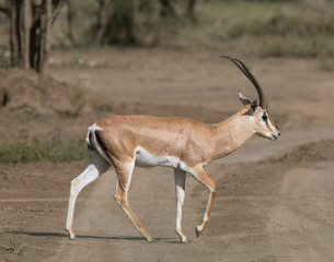 Impala