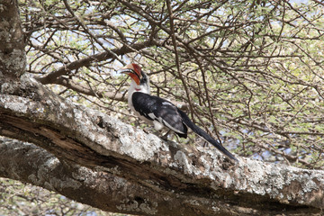 HornBill