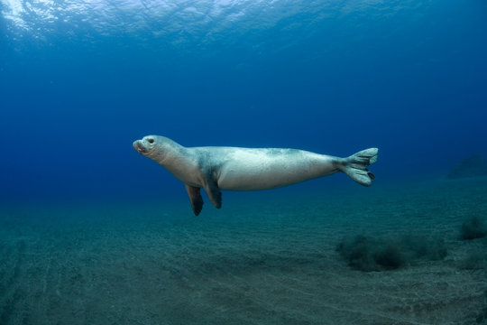 Mediterranean Monk Seal (Monachus monachus) juvenile female hunting, Areias, Deserta Grande, Desertas Islands, Madeira, Portugal, August 2009