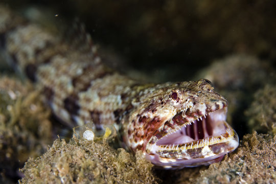 Diamond lizardfish (Synodus synodus) with mouth open showing teeth, Deserta Grande, Desertas Islands, Madeira, Portugal, August 2009