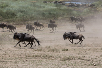 Running Wildebeast