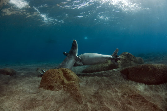 Mediterranean Monk Seal (Monachus monachus) pair just before mating, Deserta Grande, Desertas Islands, Madeira, Madeira, Portugal, August 2009
