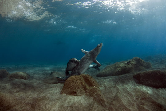 Mediterranean Monk Seal (Monachus monachus) pair just before mating, Deserta Grande, Desertas Islands, Madeira, Madeira, Portugal, August 2009