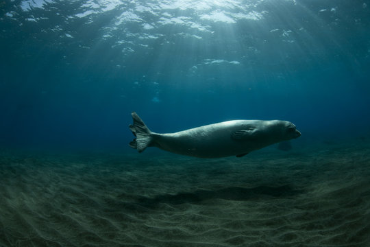 Female Mediterranean Monk seal (Monachus monachus) Deserta Grande, Desertas Islands, Madeira, Portugal, August 2009, Critically endangered species