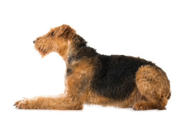 Airedale Terrier