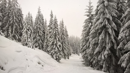 Nature covered by snow during misty winter day. Slovakia