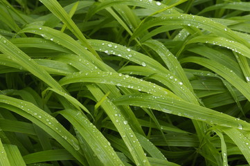 Obraz premium Freshness