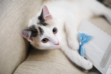 Fototapeta na wymiar white cat with a gray-brown ears on a beige couch and otrytkoy with blue ribbon, wedding invitations