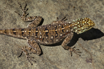 Naklejka premium Rüpel Agame