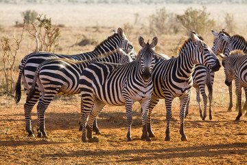 Obraz na płótnie Canvas wild animals of Africa