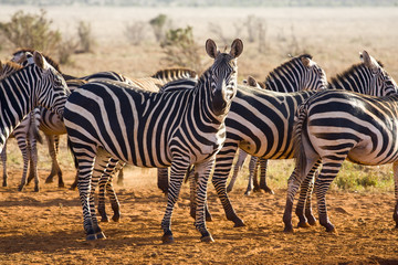 Plakat wild animals of Africa