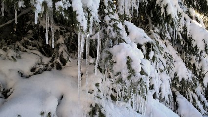 Nature covered in snow during deep winter. Slovakia