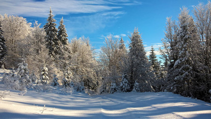 Nature covered in snow during deep winter. Slovakia