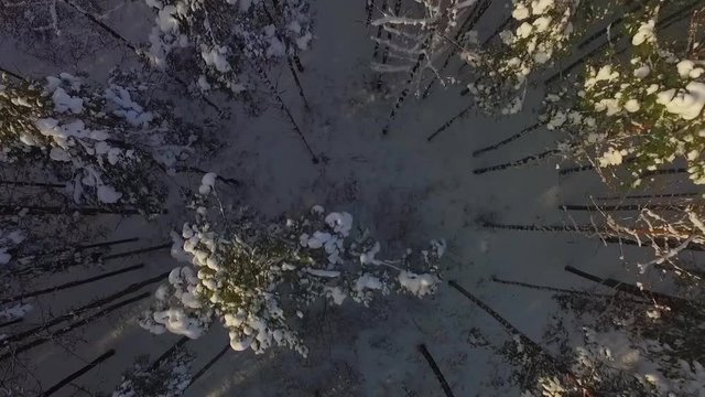 Flying over the snow-covered tops of pine trees in the forest