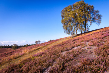 Blühende Heide