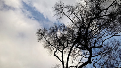 Curly branches of tree against winter sky, suitable as pattern or background. Slovakia