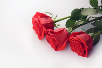 Red roses closeup isolated on a white background