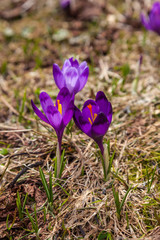 lot of purple crocus flowers in spring