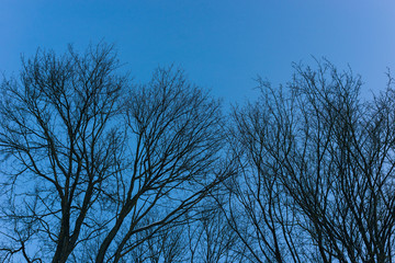 empty tree branches against the blue sky