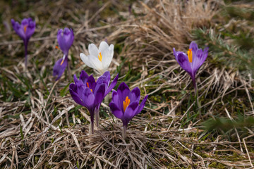 lot of purple crocus flowers in spring