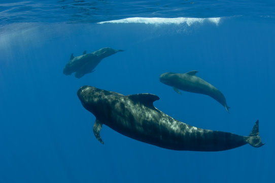 Four Shortfin pilot whales (Globicephala macrorhynchus) just below the surface, Canary Islands, Spain, Europe, May 2009