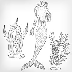 set of vector illustrations of a mermaid and sea algae