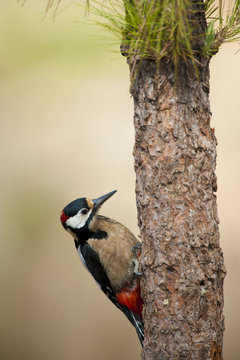 Canarian great spotted woodpecker (Dendrocopos major canariensis) on tree trunk, Corona Forestal Natural Park, Tenerife, Canary Islands, Spain, May 2009
