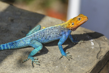Siedler-Agame - Agama lionotus