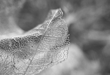 Macro of dry leaf. Slovakia