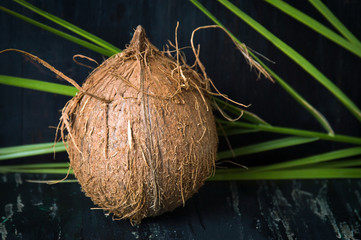 Whole coconut and leaves on black
