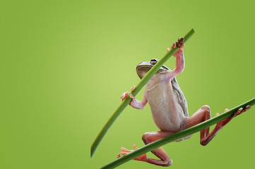 Samurai Frog