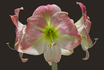 Apple Blossom Amaryllis