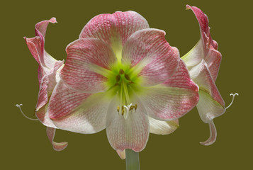 Apple Blossom Amaryllis