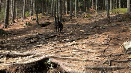 German Shepherd dog in the forest on mountains. Slovakia