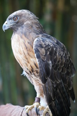 Hawk Profile with Falconry Jesses