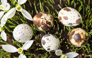 Organic quail eggs on growing wheat
