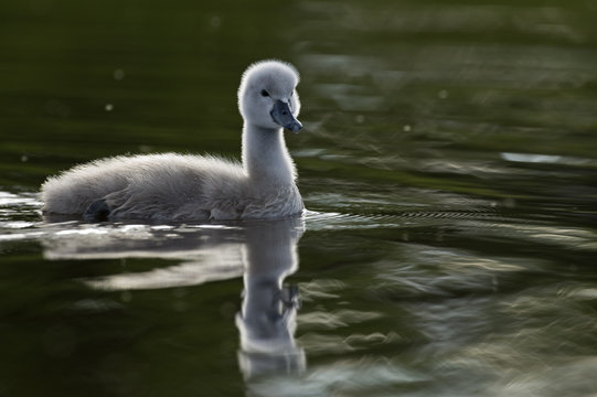 Mute swan (Cygnus olor) cygnet, Långviksskär, Stockholm Archipelago, Sweden, June 2009