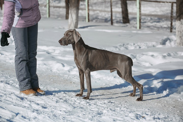 Hunting pointer weimaraner winter in the snow