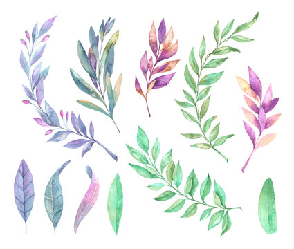 Hand drawn watercolor illustration. Spring leaves and branches. Floral design elements. Perfect for invitations, greeting cards, blogs, posters and more