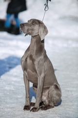 Hunting pointer weimaraner winter in the snow