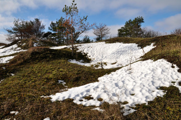 Spring landscape with melting snow and pine trees