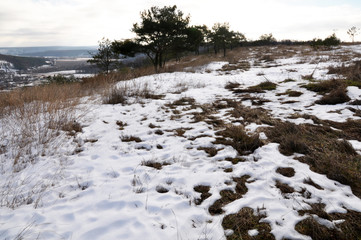 Spring landscape with melting snow and pine trees