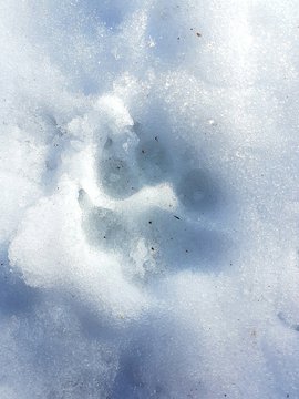 Trace de patte de chien dans la neige