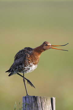 Black tailed godwit (Limosa limosa) standing on one leg on post calling, Texel, Netherlands, May 2009