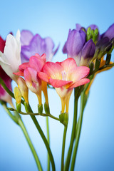 Fototapeta premium Flowers of freesia on a blue background