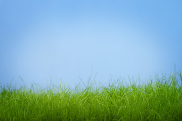 Fototapeta na wymiar Stems young green grass on a blue background