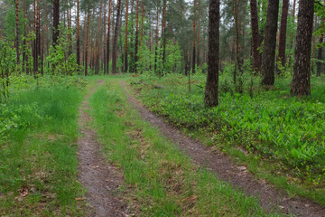 Fototapeta premium Spring landscape in overcast rainy road in the forest with blooming lilies of the valley