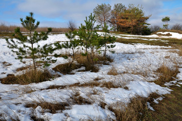 Fototapeta na wymiar Spring landscape with melting snow and pine trees