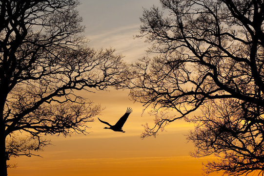Common / Eurasian crane (Grus grus) in flight, silhouetted at sunset, Lake Hornborga, Hornborgasjön, Sweden, April 2009 WWE OUTDOOR EXHIBITION