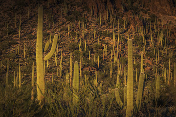 Saguaro National Park outside of Tuscon, Arizona